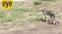 What ails the cheetahs in Kuno?