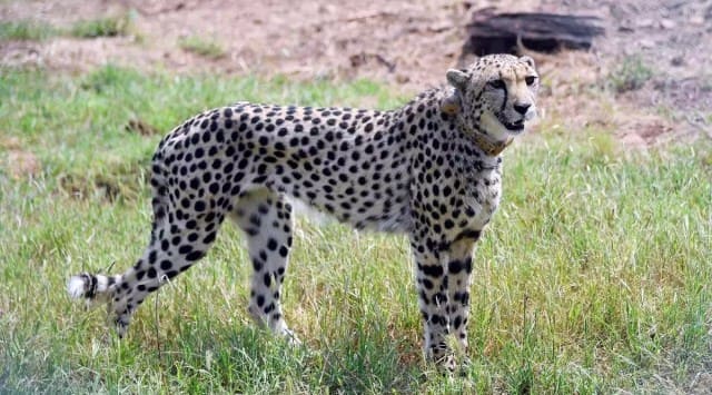 Kuno’s last cheetah on loose traced — with elephants, dogs, drones