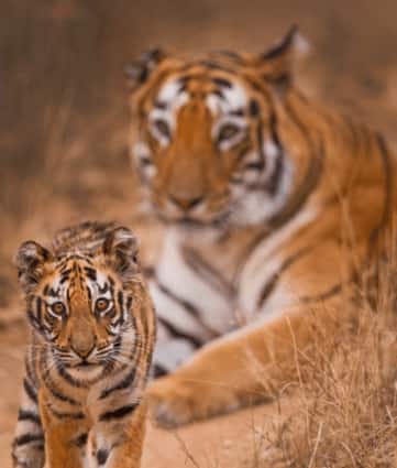 International Tiger Day: Spot The Big Cat At These National Parks In India